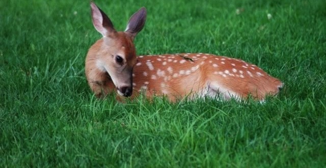 End the War on Baby Deer | VICE United States